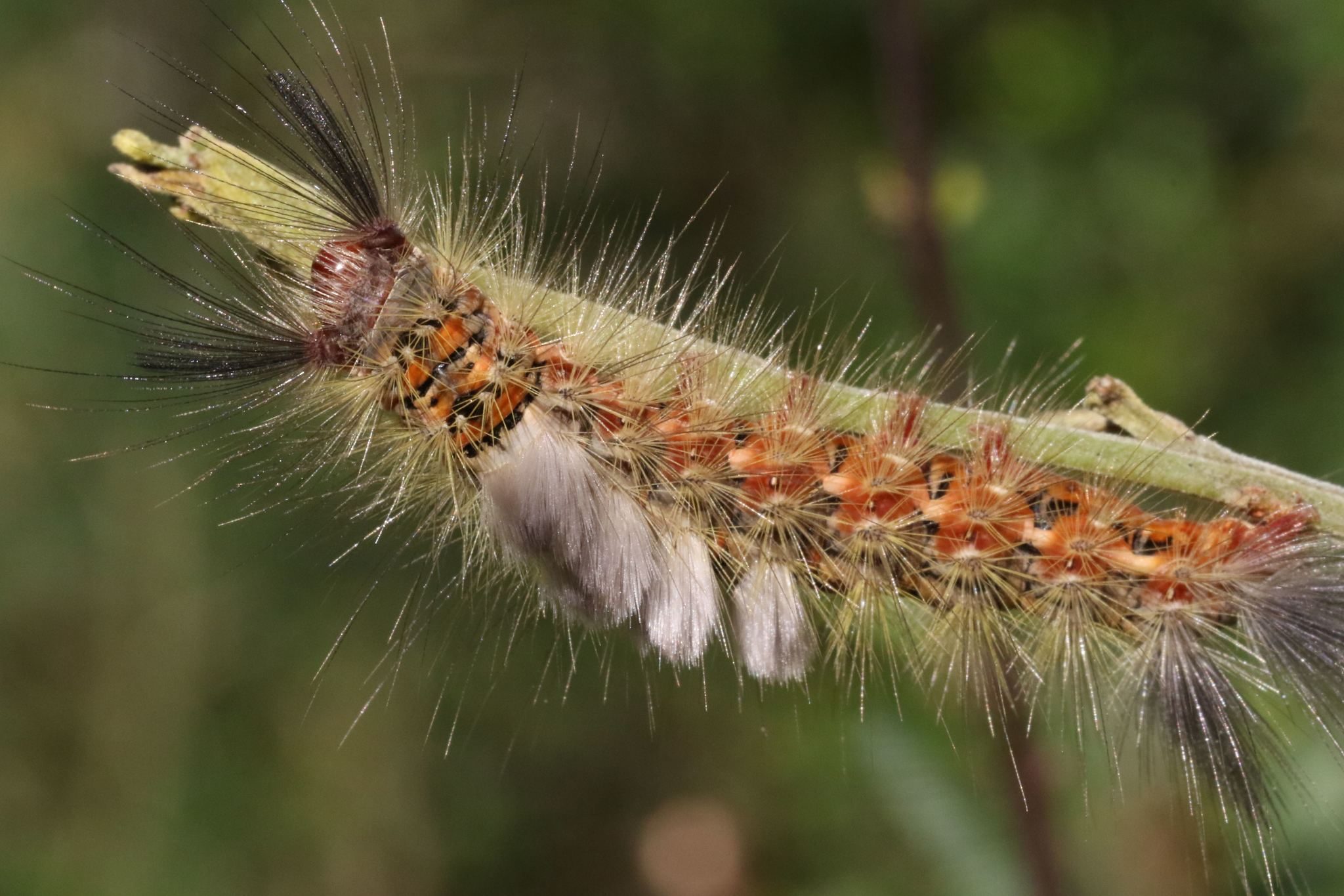 Teia anartoides