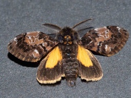 Teia anartoides
