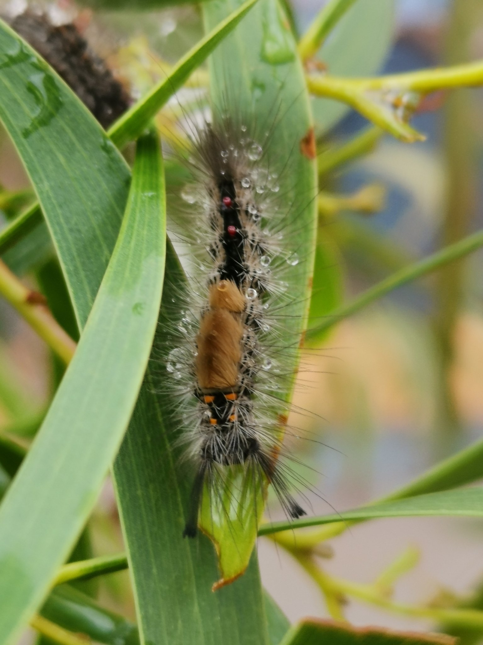 Teia anartoides