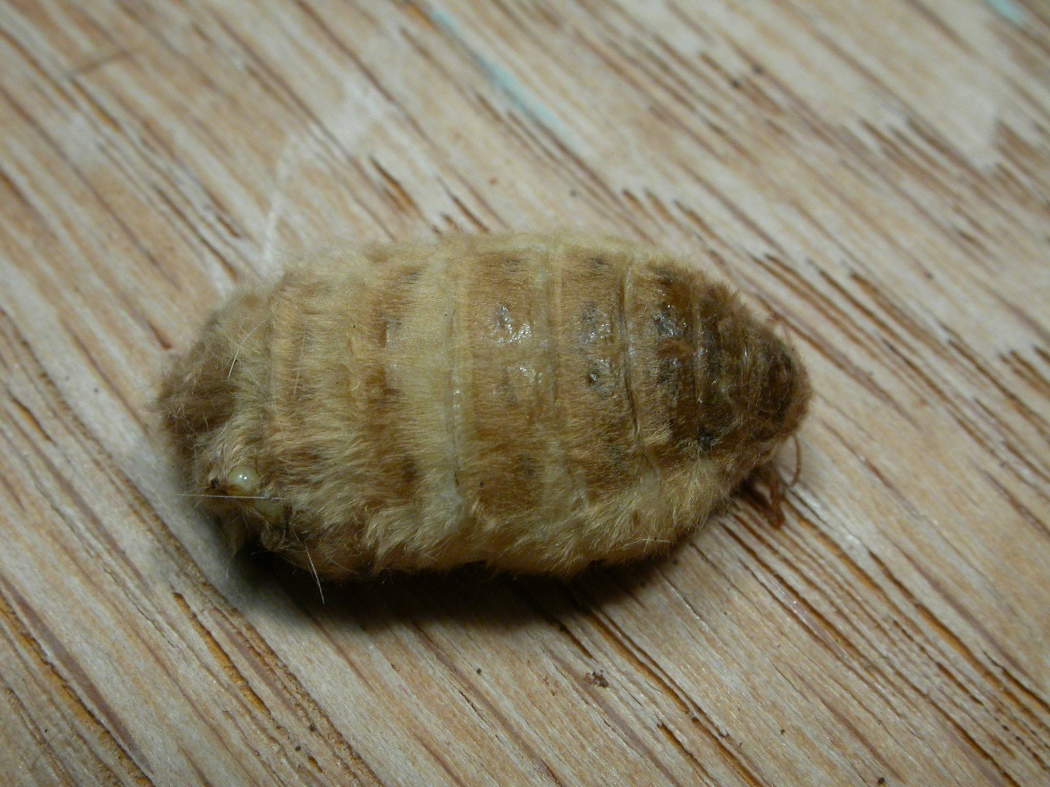 Teia anartoides