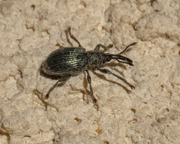 Ceratapion