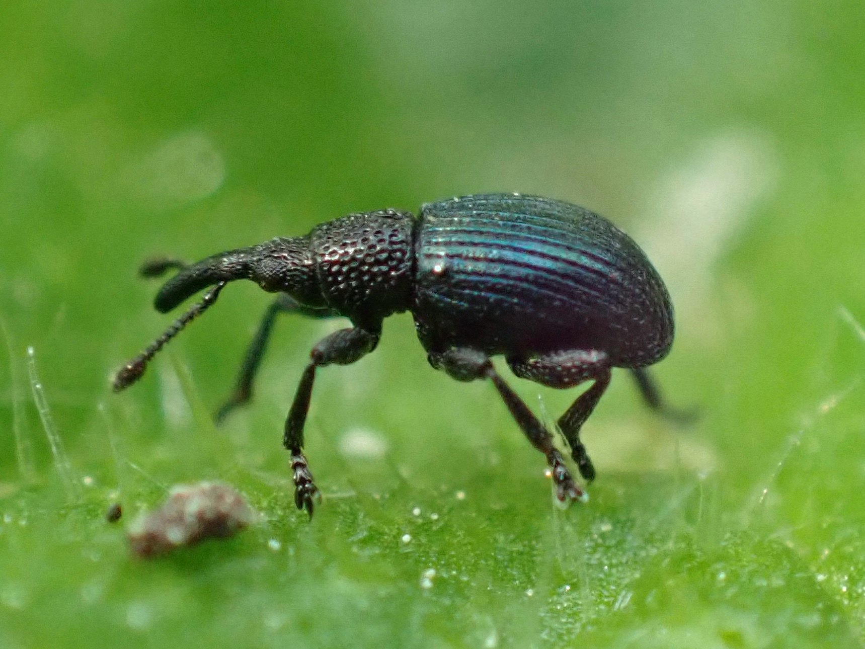Ceratapion