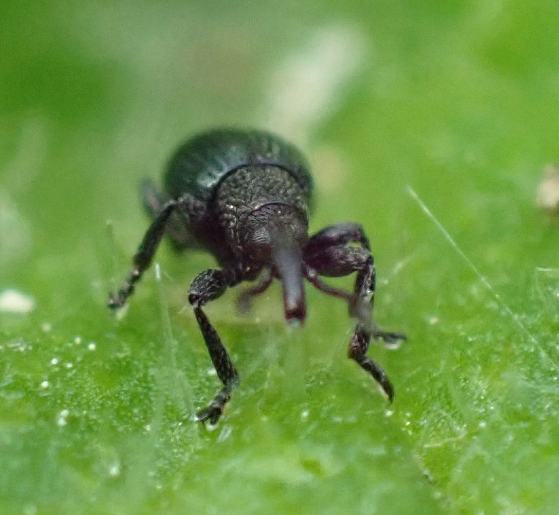 Ceratapion