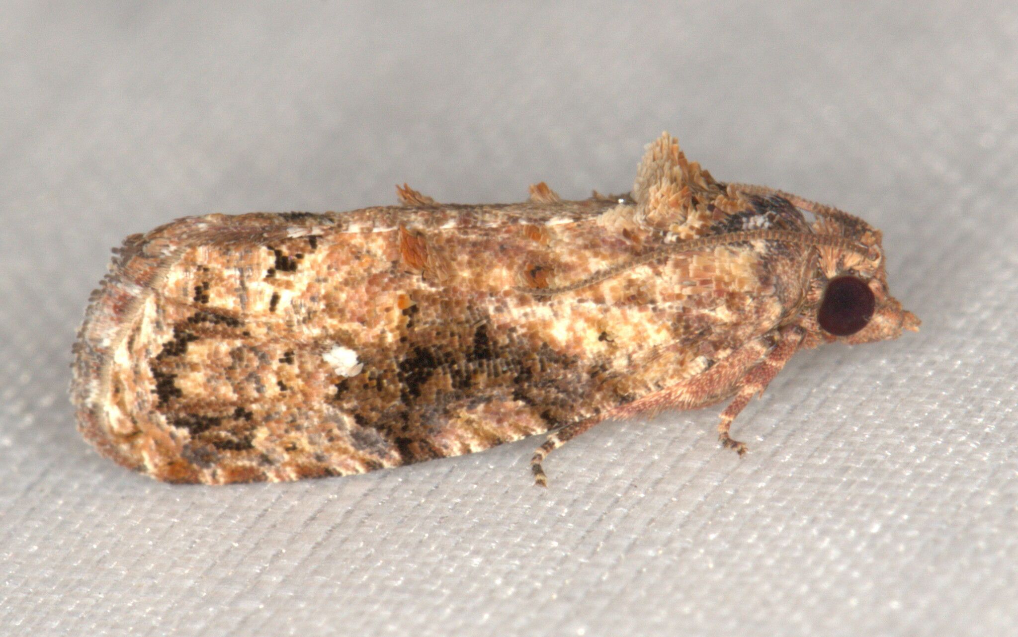 Thaumatotibia leucotreta
