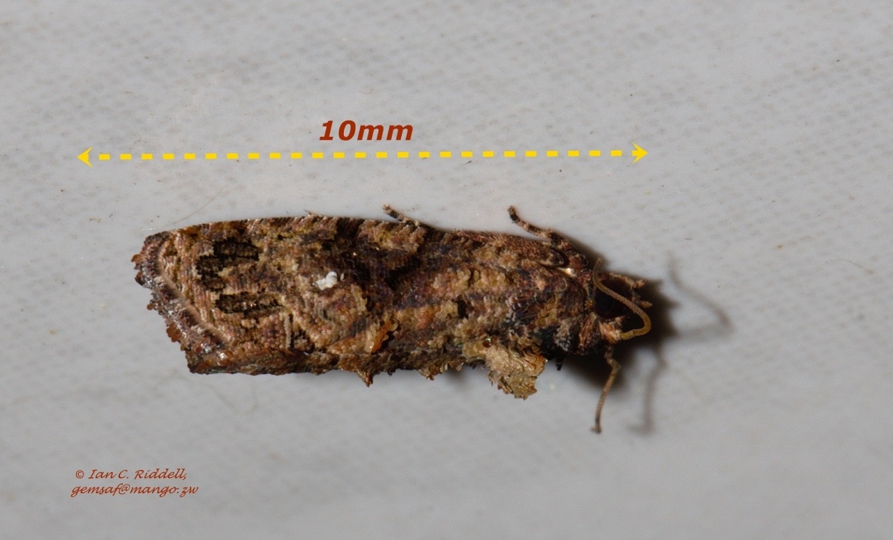 Thaumatotibia leucotreta