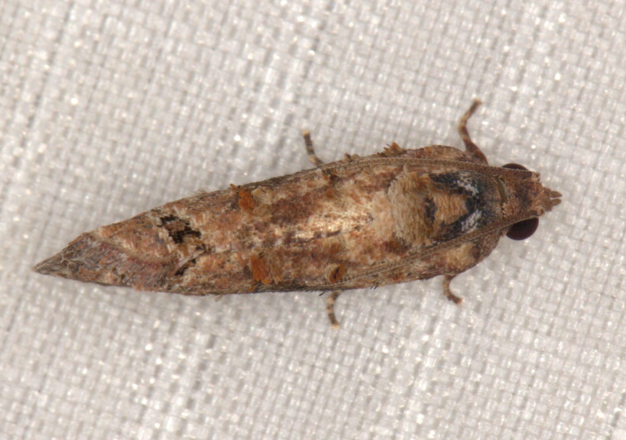 Thaumatotibia leucotreta