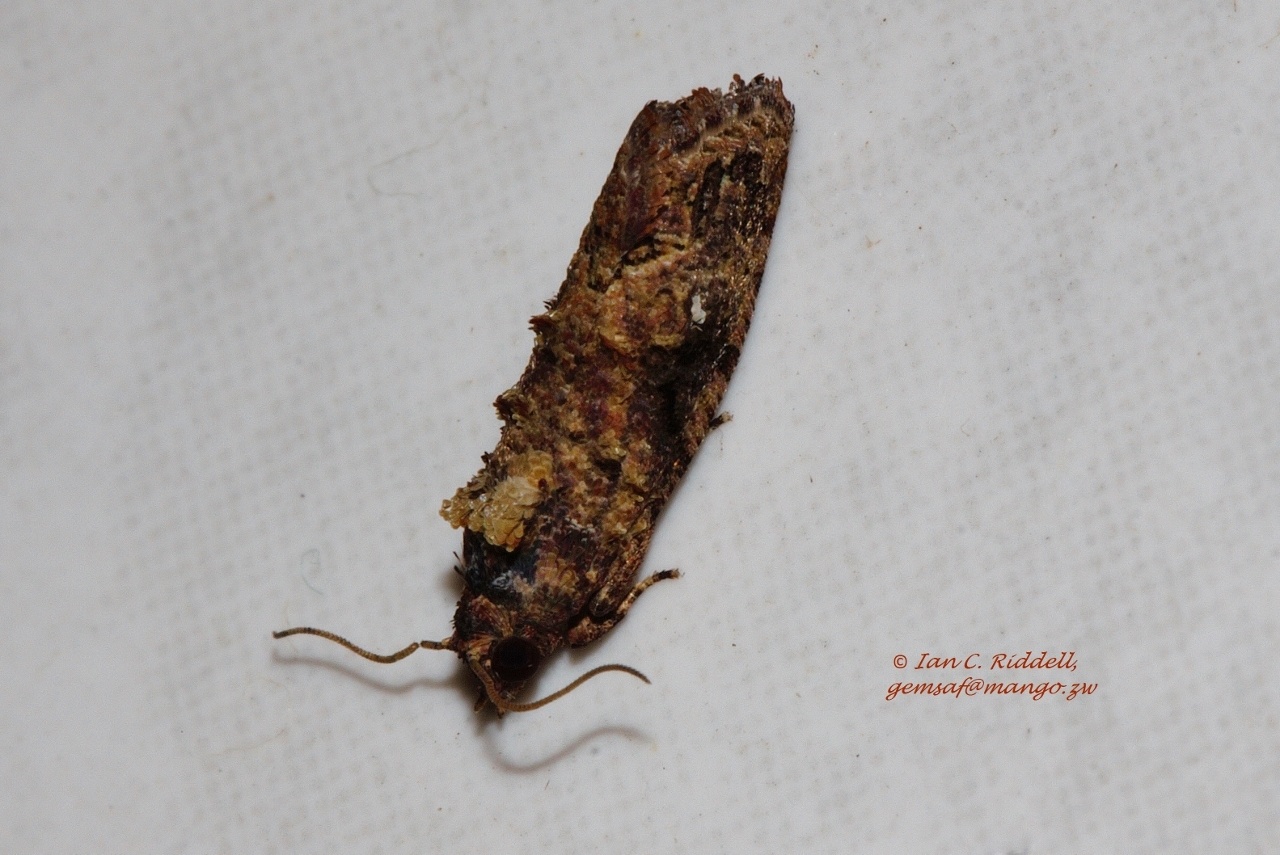 Thaumatotibia leucotreta