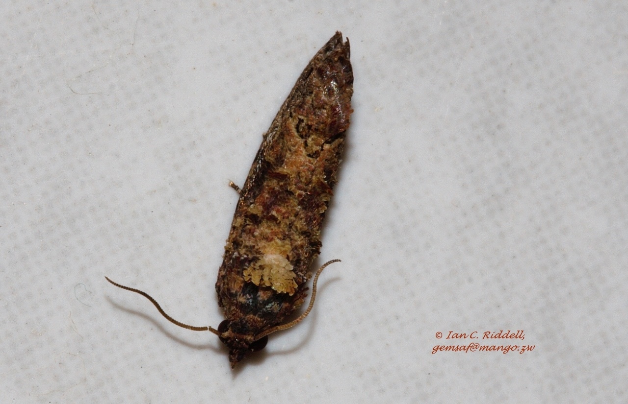 Thaumatotibia leucotreta