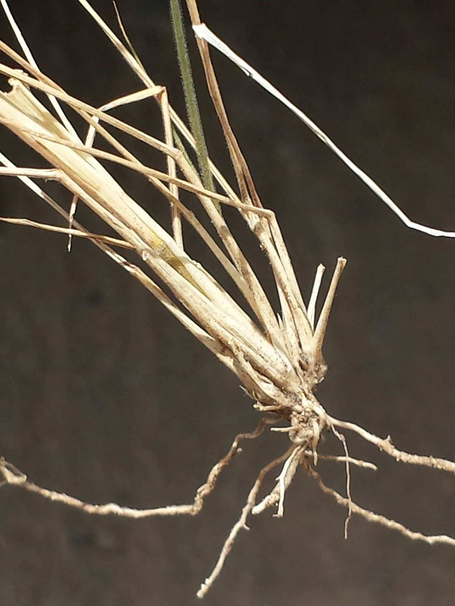 Pappus