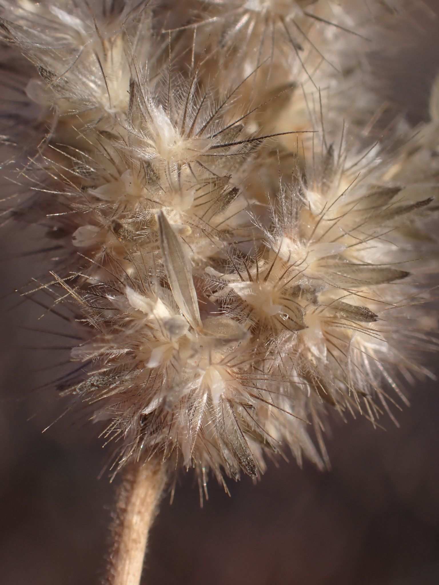 Pappus