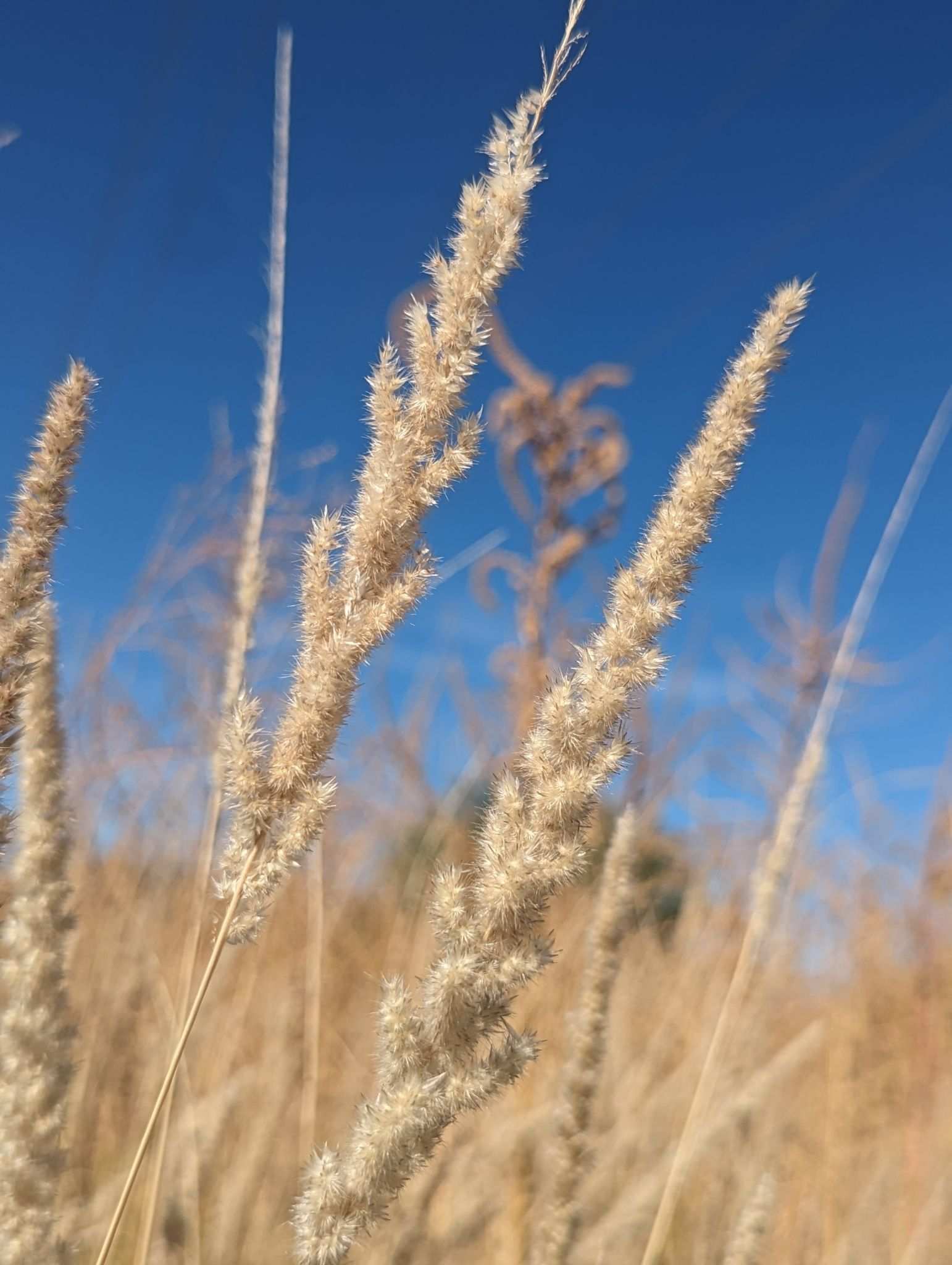 Pappus