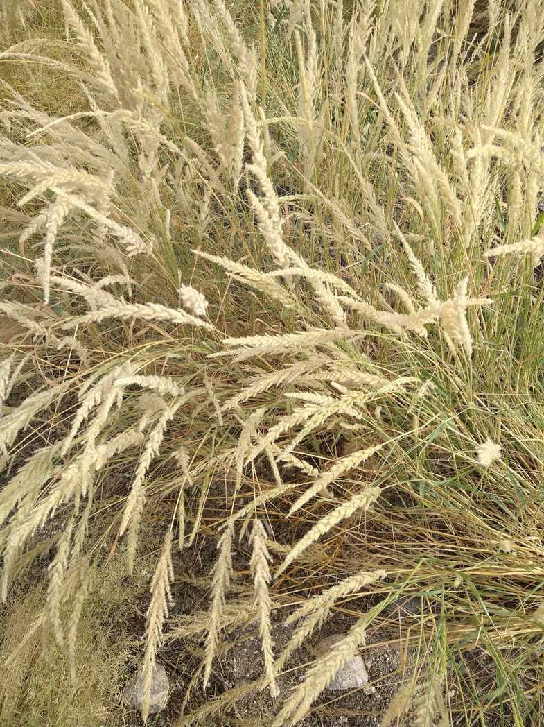 Pappus