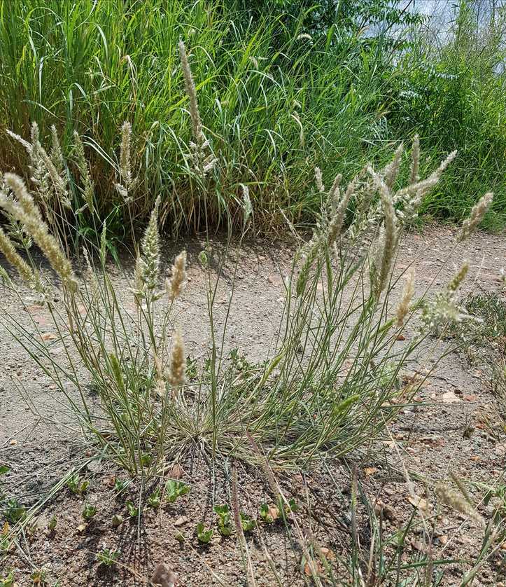 Pappus
