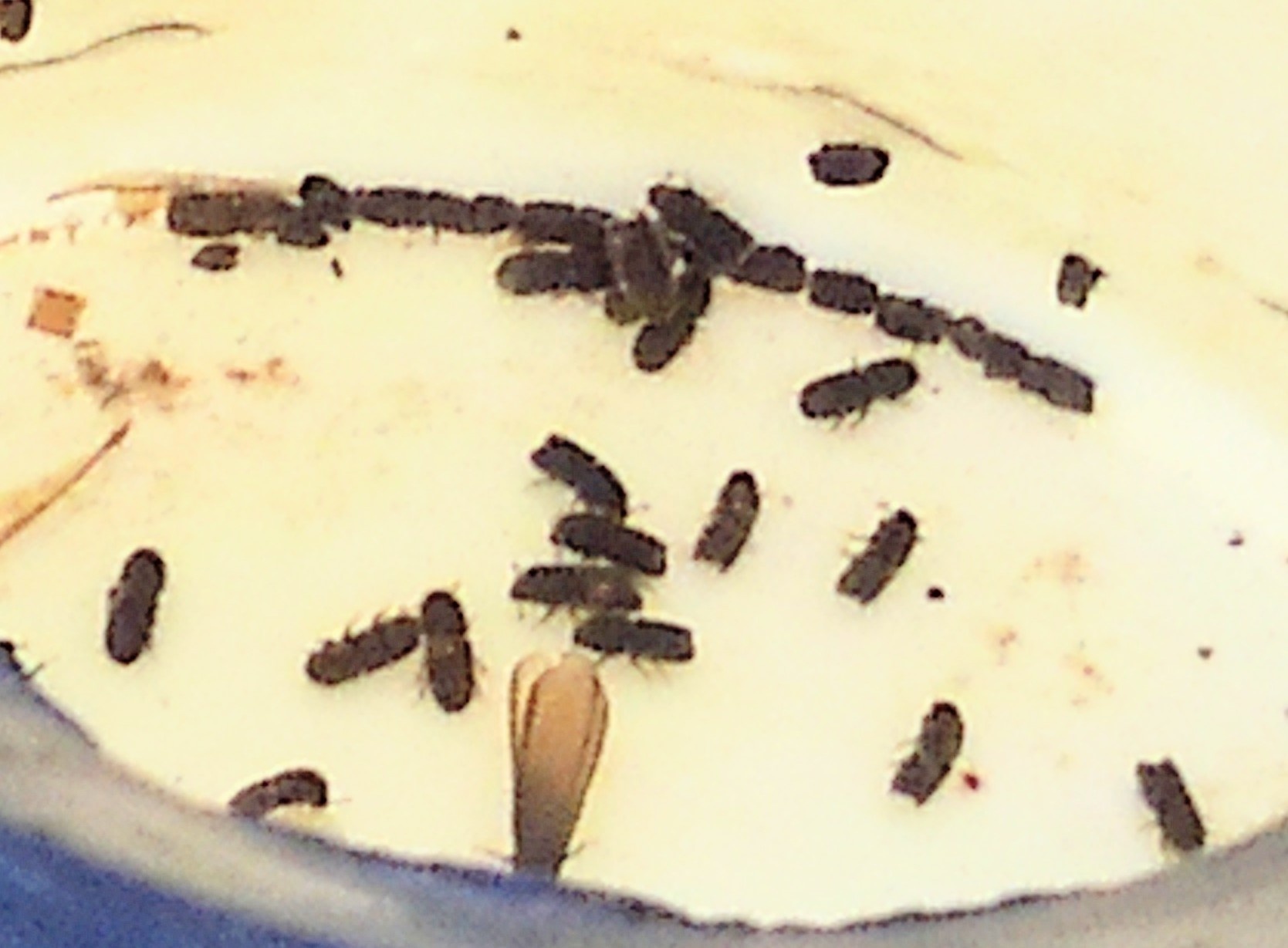 Ips paraconfusus