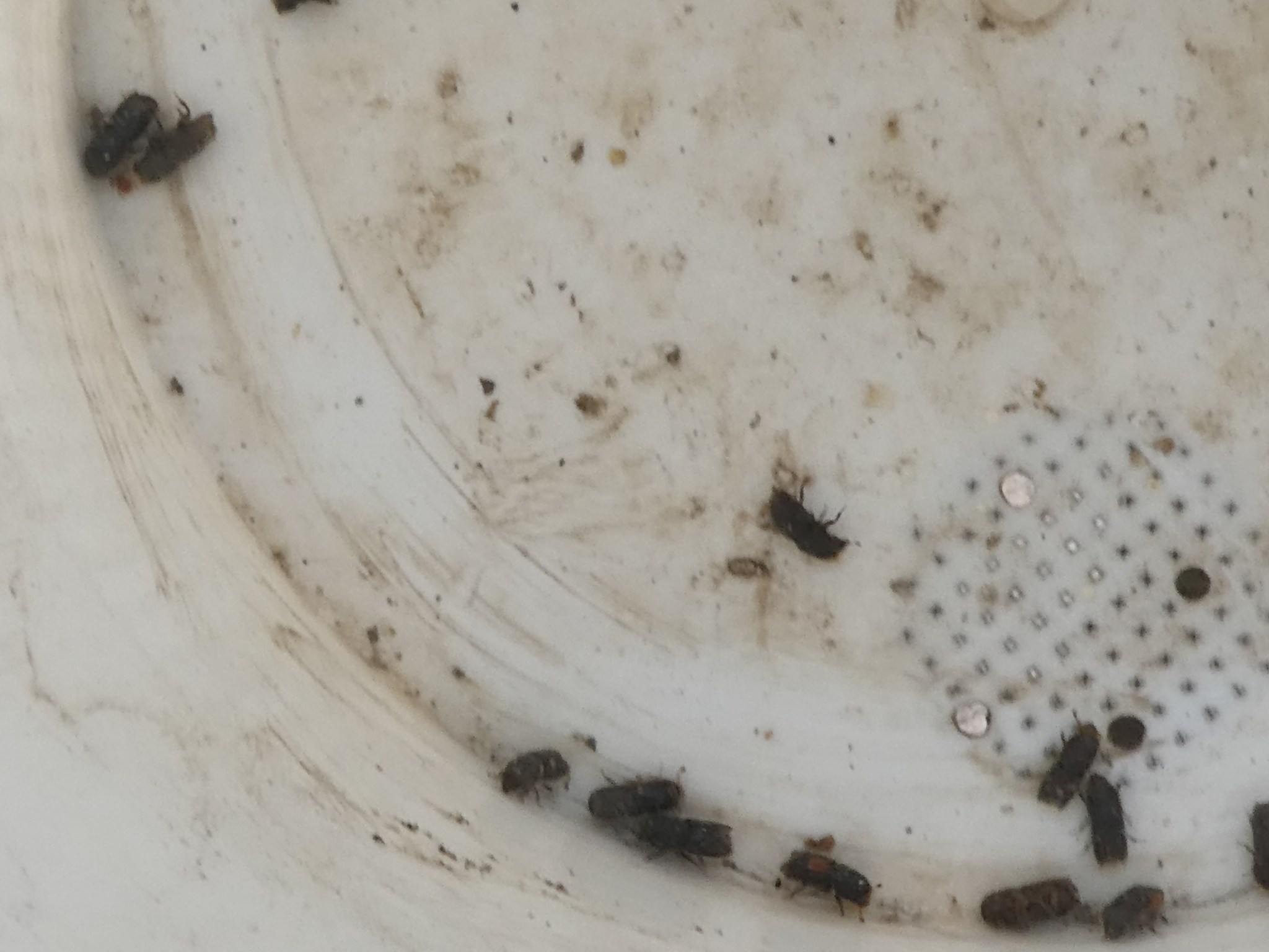 Ips paraconfusus