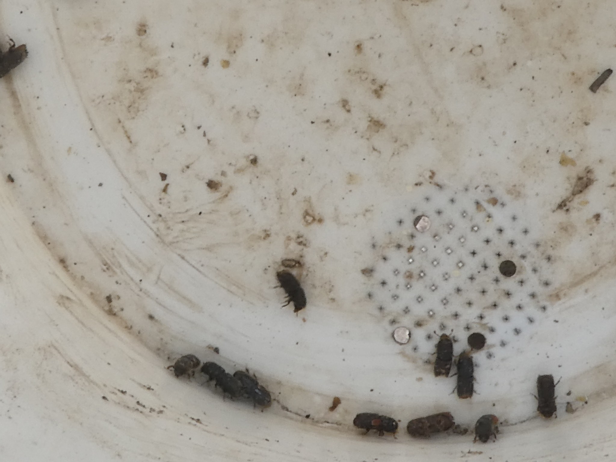Ips paraconfusus