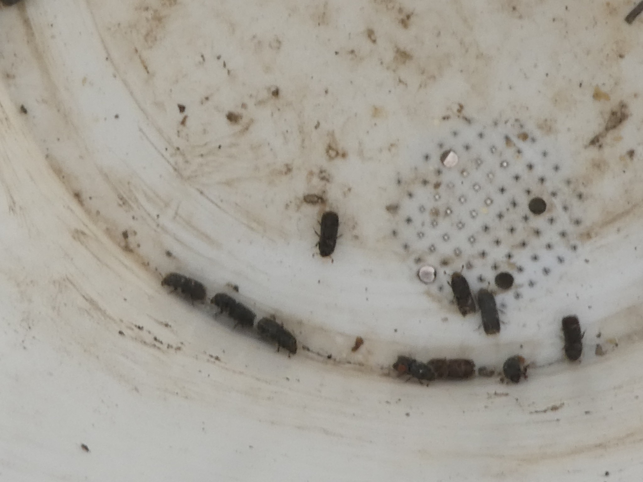 Ips paraconfusus