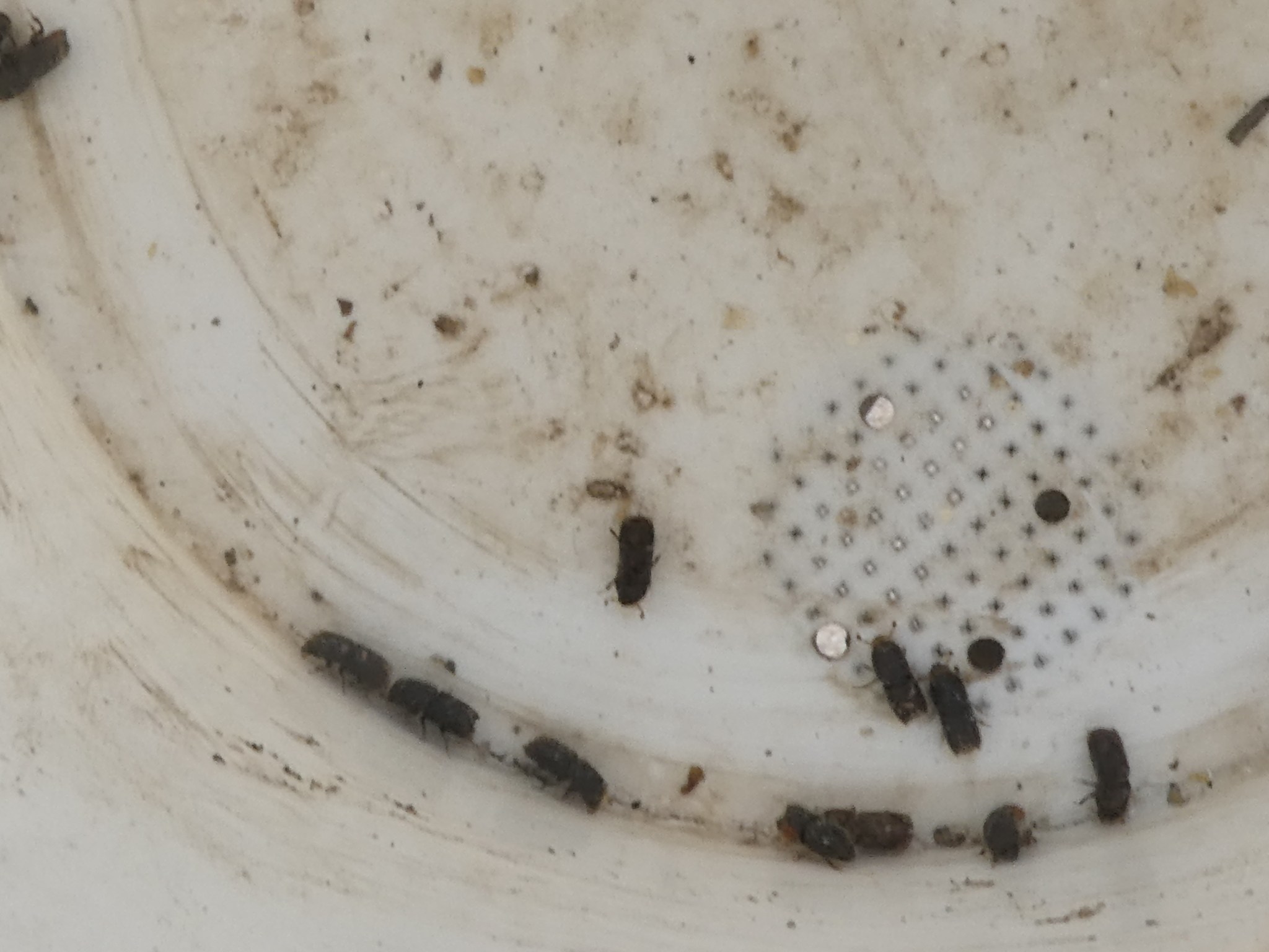 Ips paraconfusus