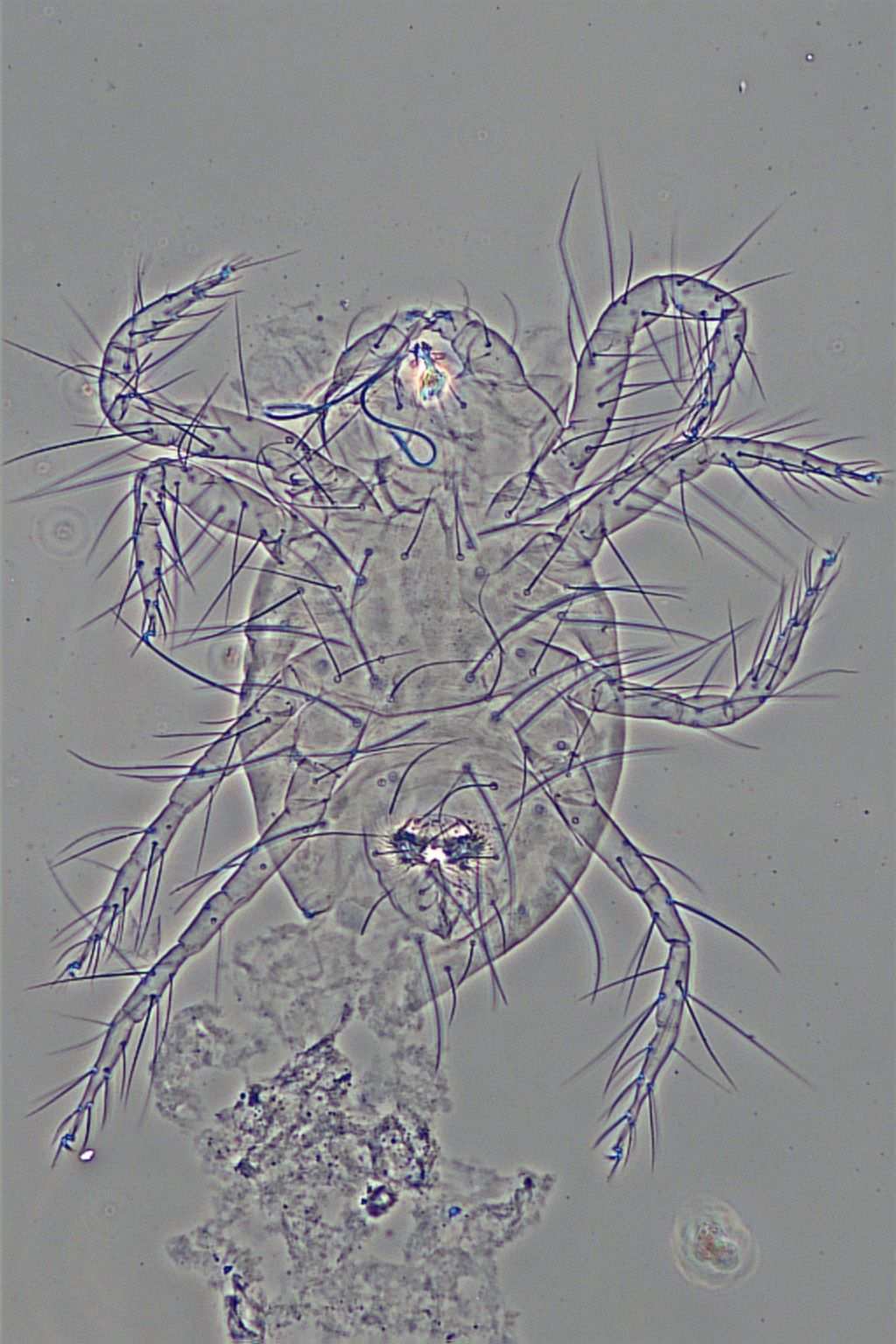 Tetranychus neocaledonicus