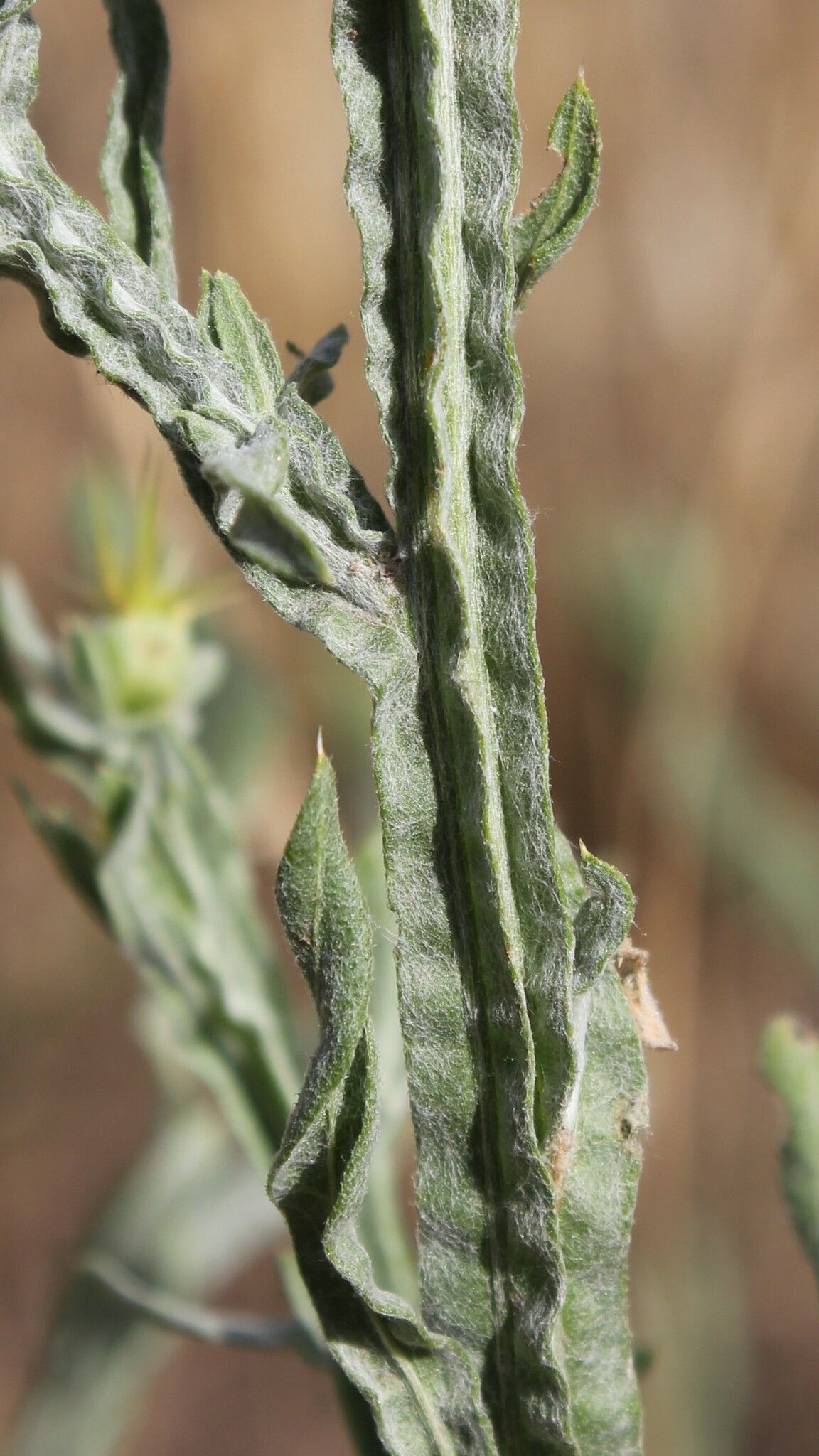 Centaurea solstitialis