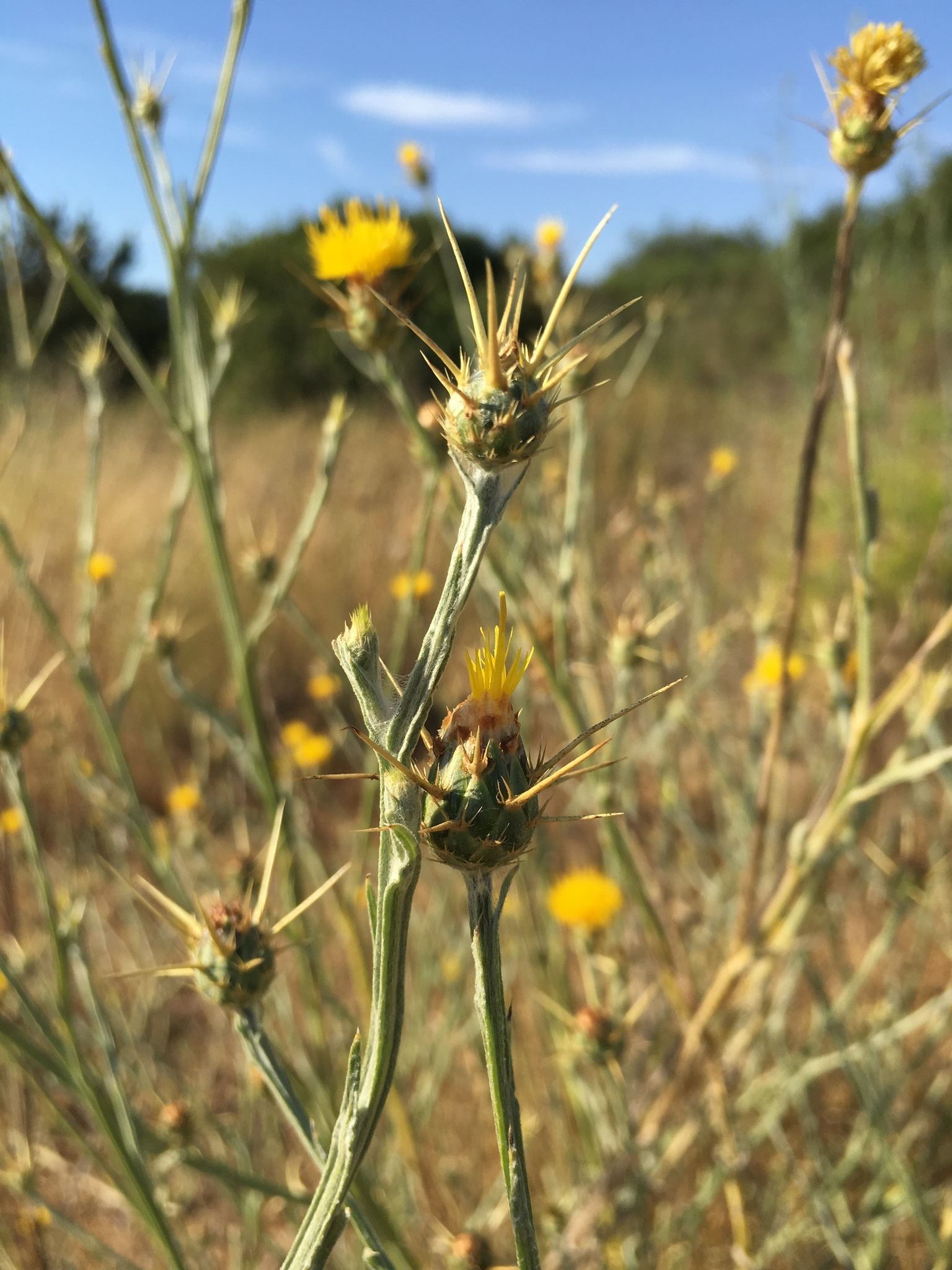 Centaurea solstitialis