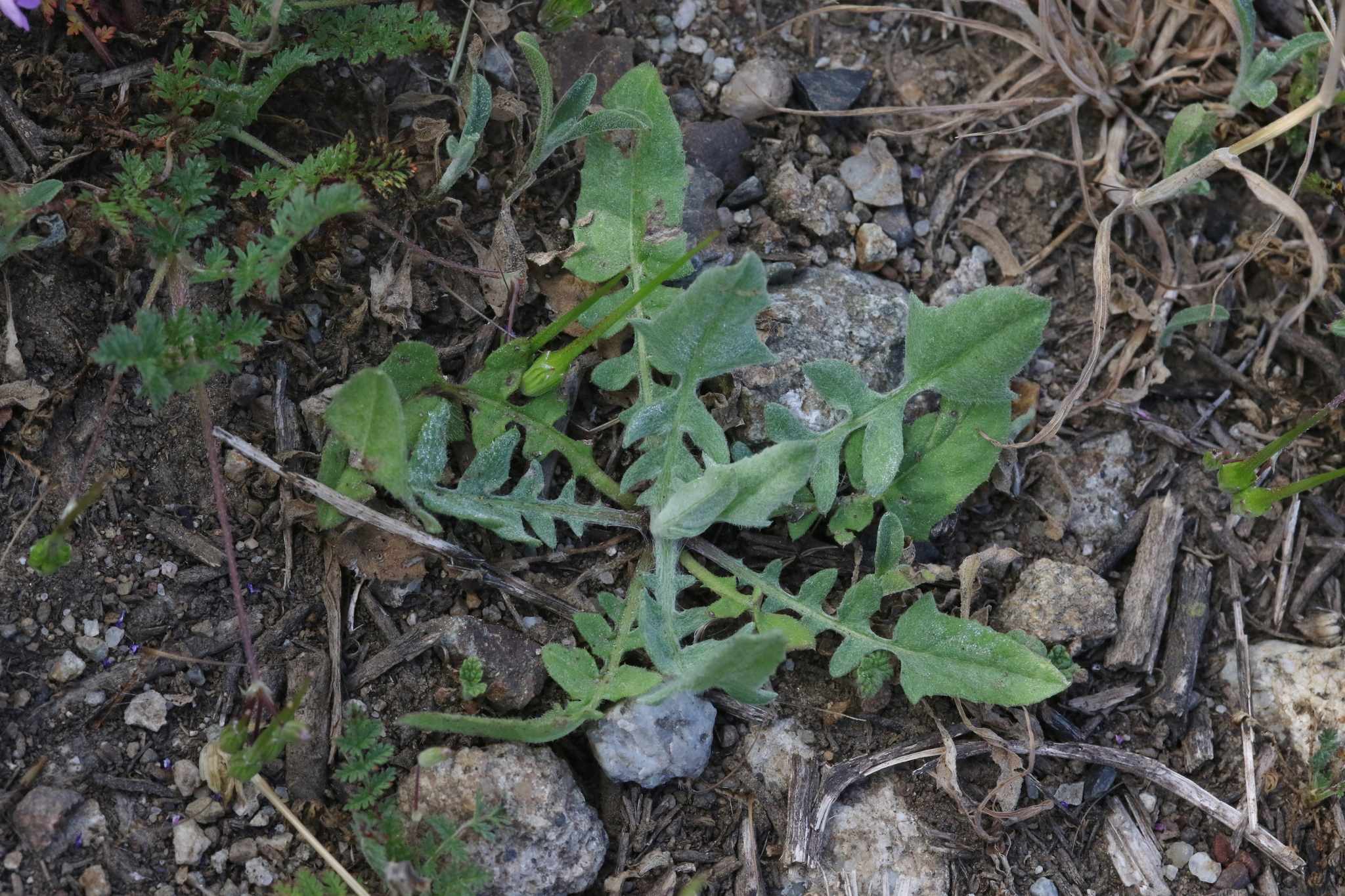Centaurea solstitialis