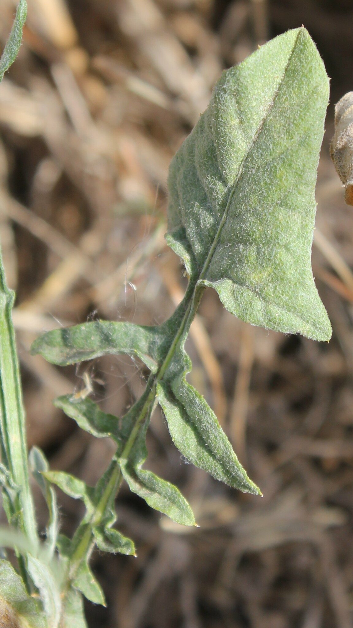 Centaurea solstitialis