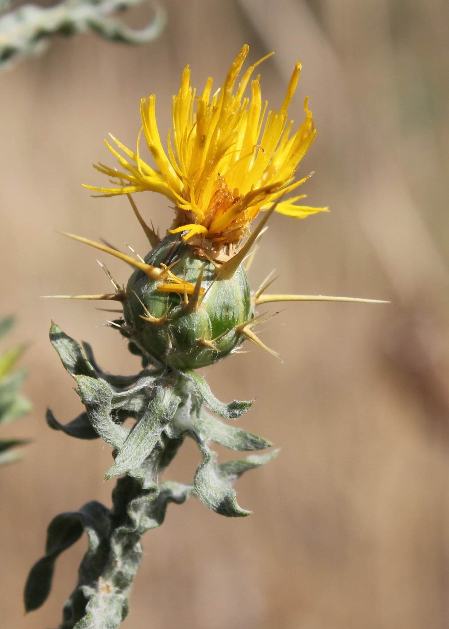 Centaurea solstitialis