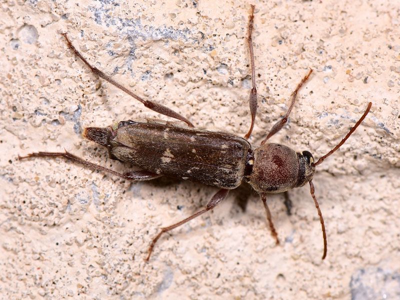 Xylotrechus smei