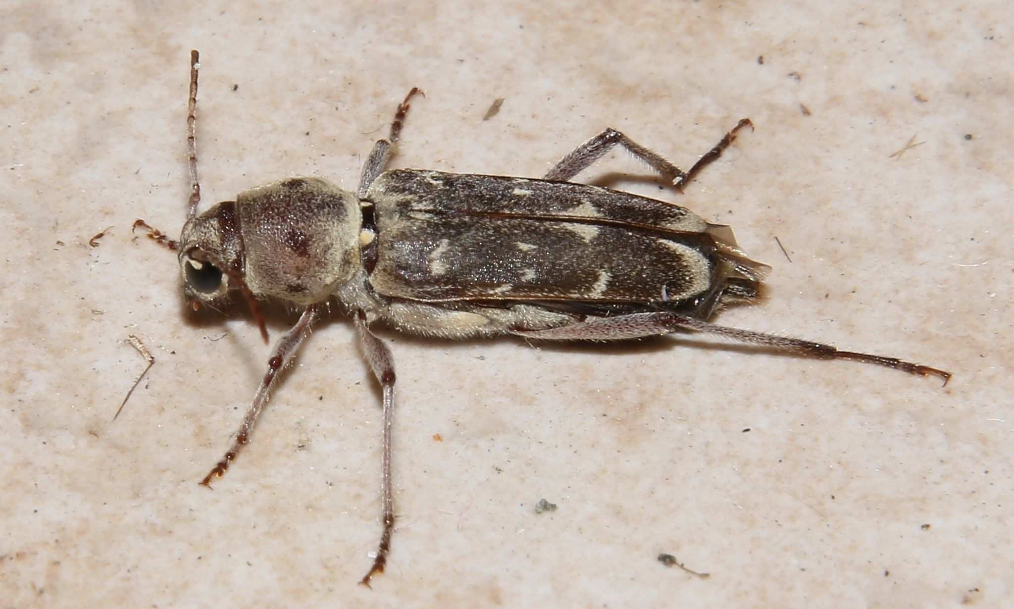 Xylotrechus smei