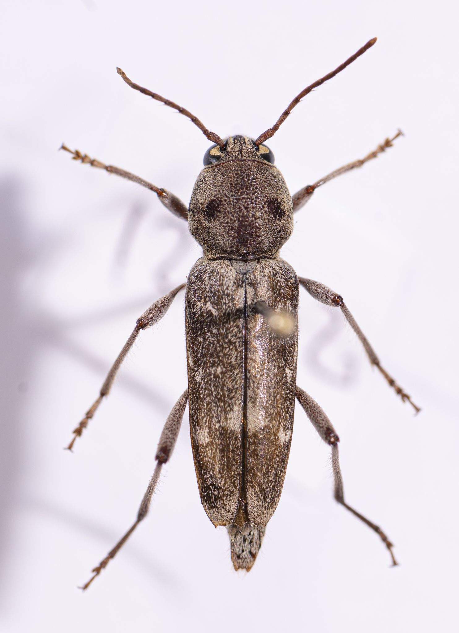 Xylotrechus smei