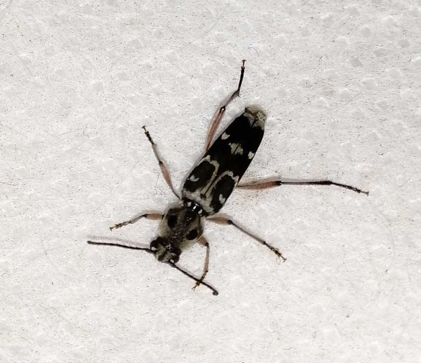 Xylotrechus smei