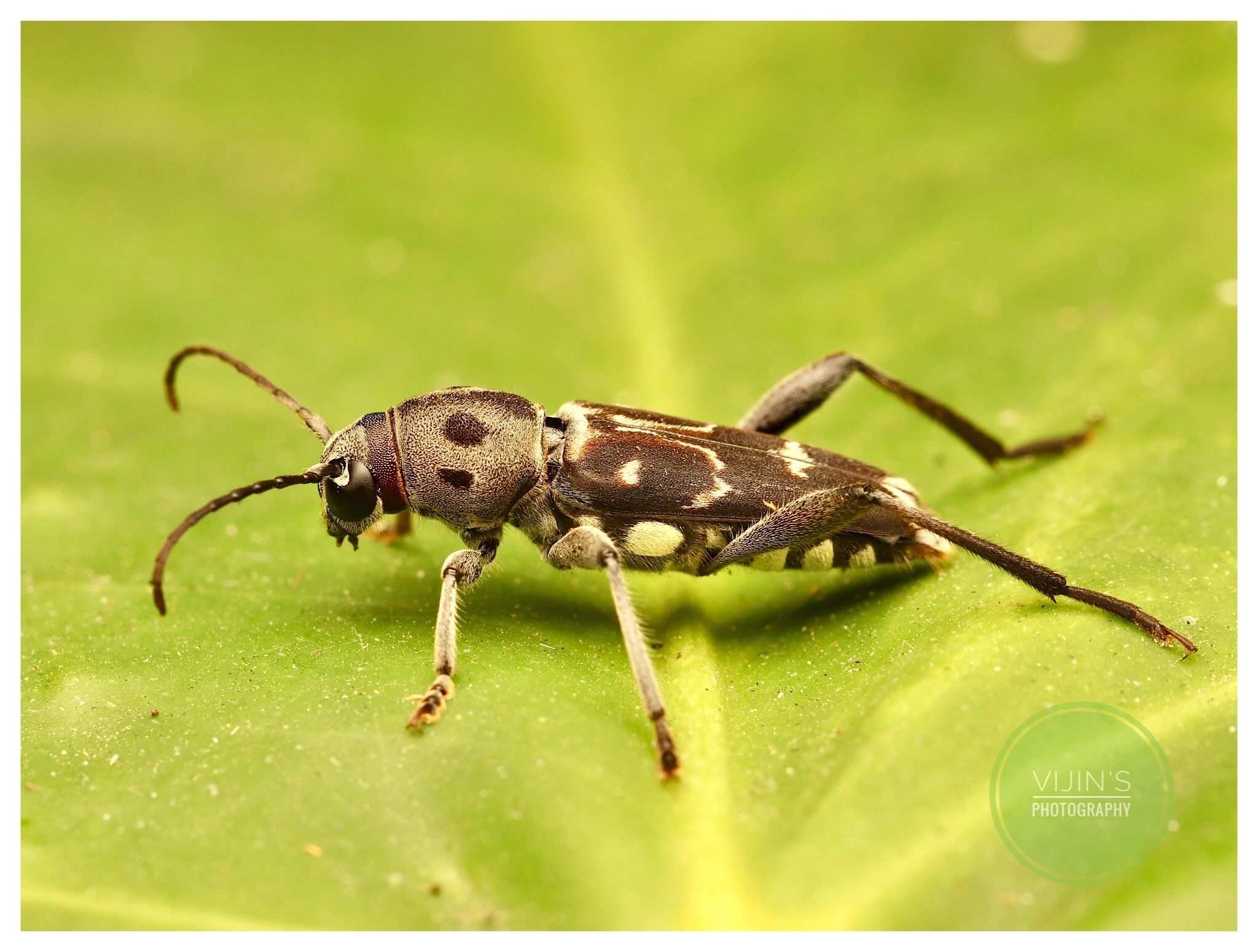 Xylotrechus smei