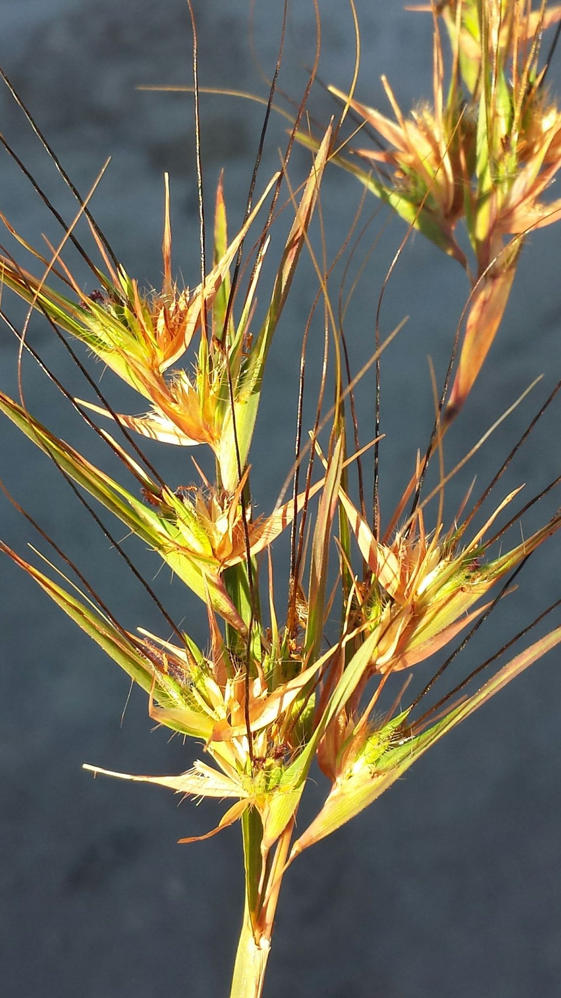 Themeda quadrivalvis