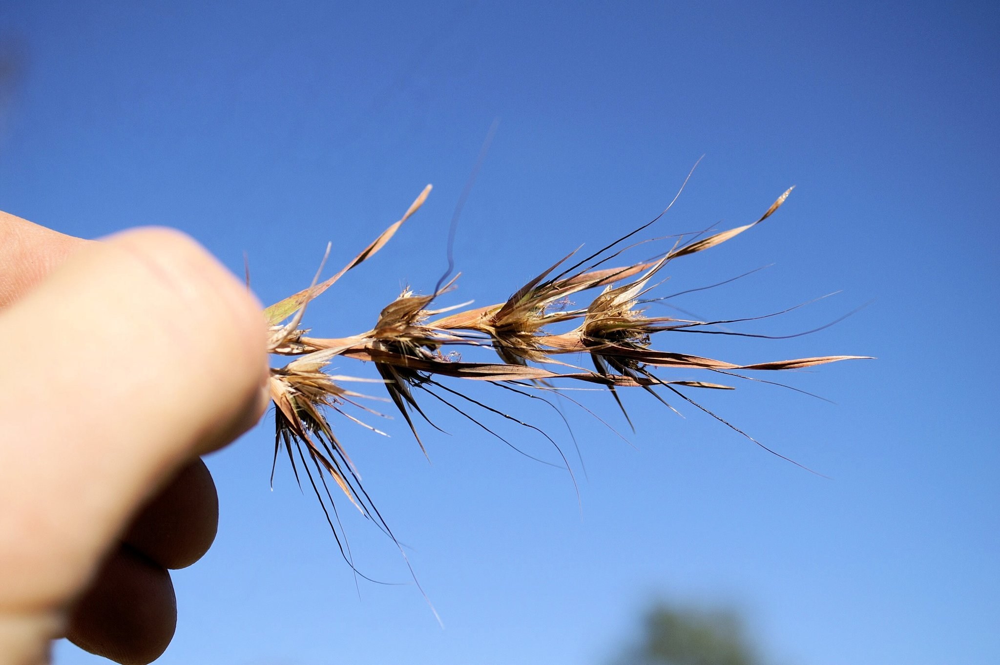 Themeda quadrivalvis