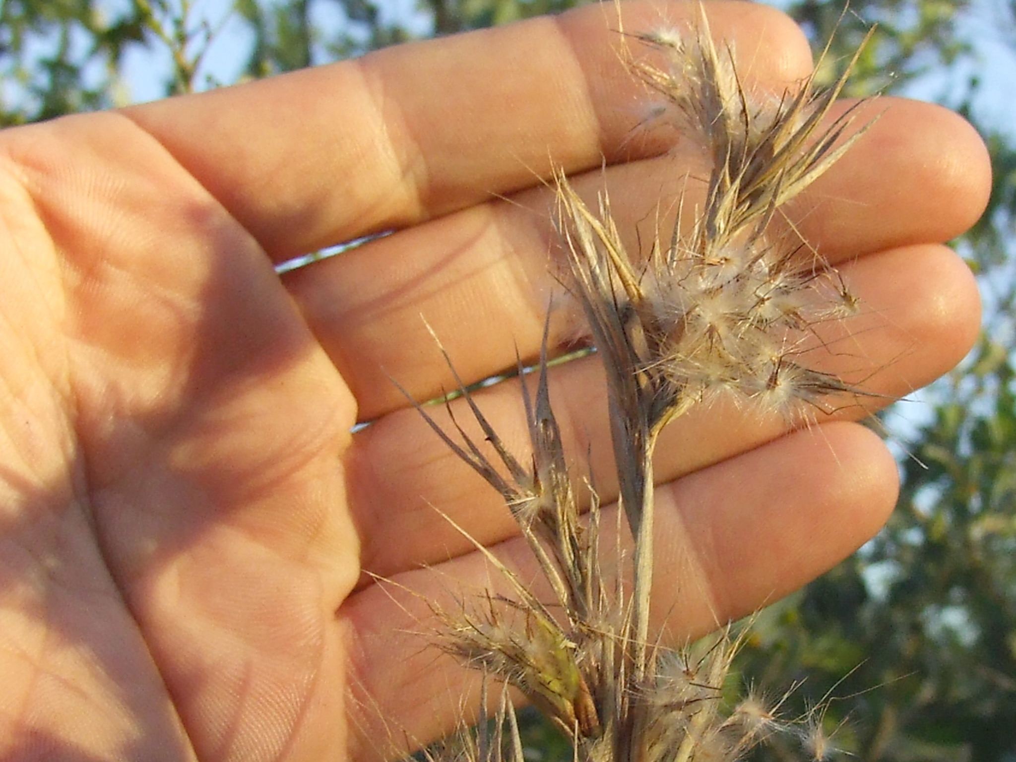 Themeda quadrivalvis