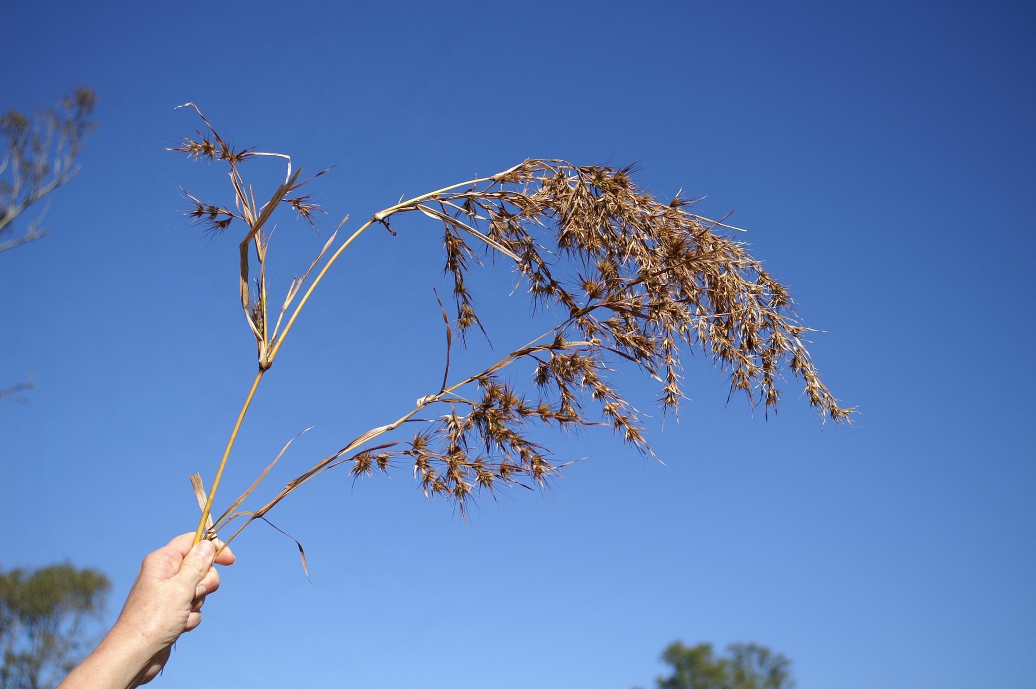 Themeda quadrivalvis