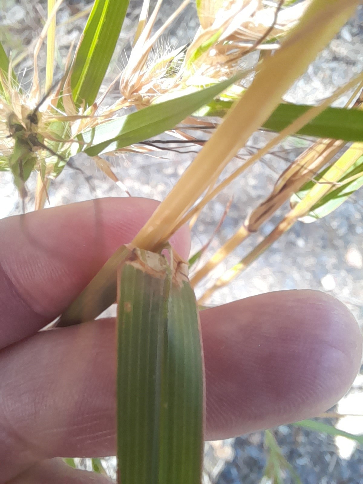 Themeda quadrivalvis