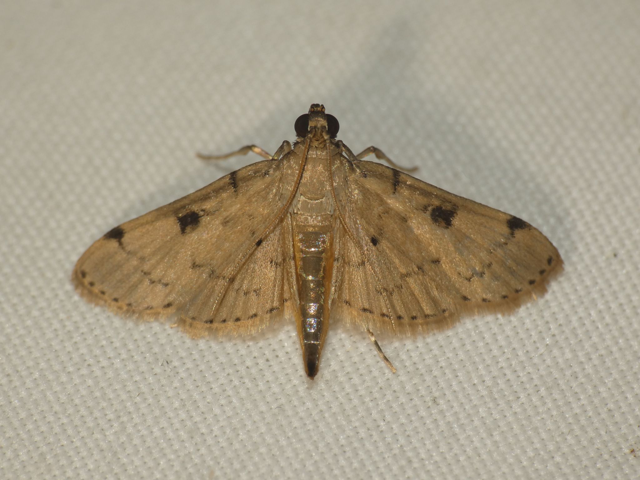 Nacoleia octasema