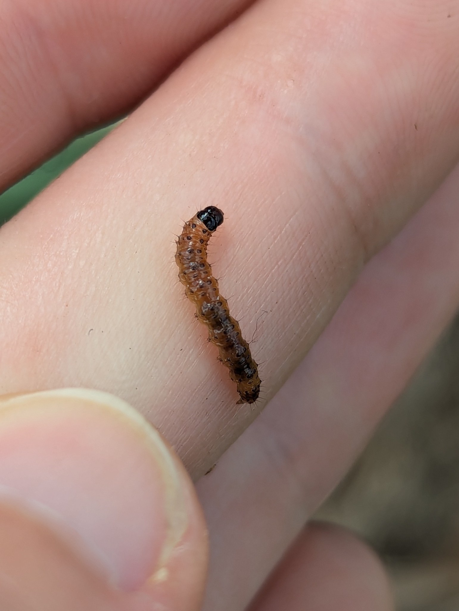 Nacoleia octasema
