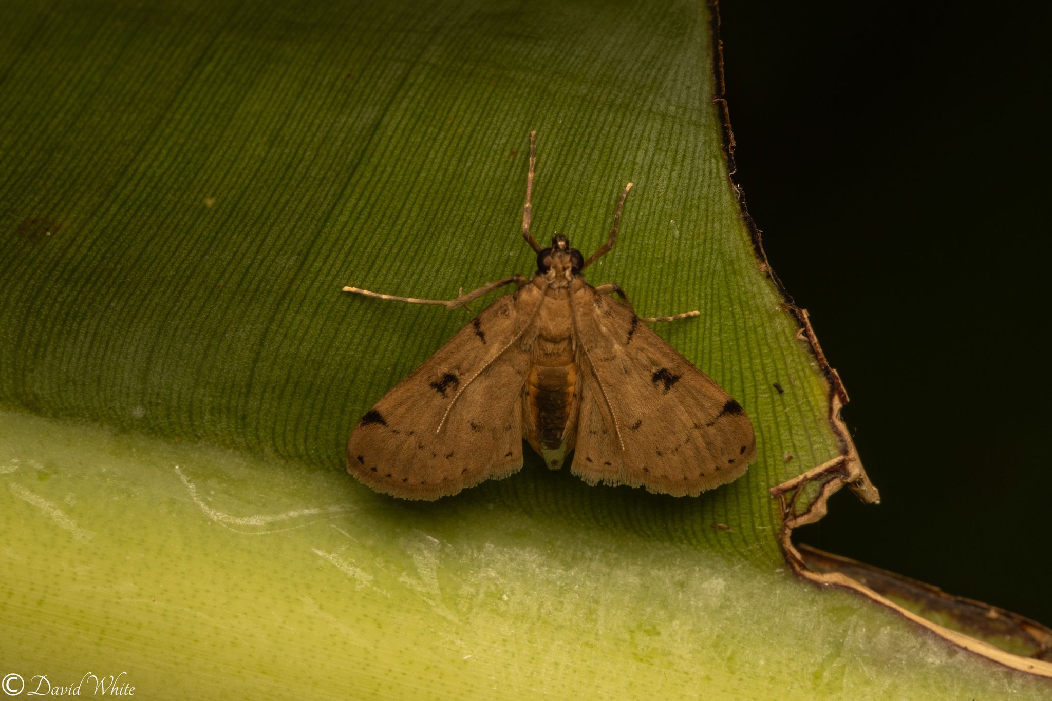 Nacoleia octasema
