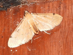 Nacoleia octasema