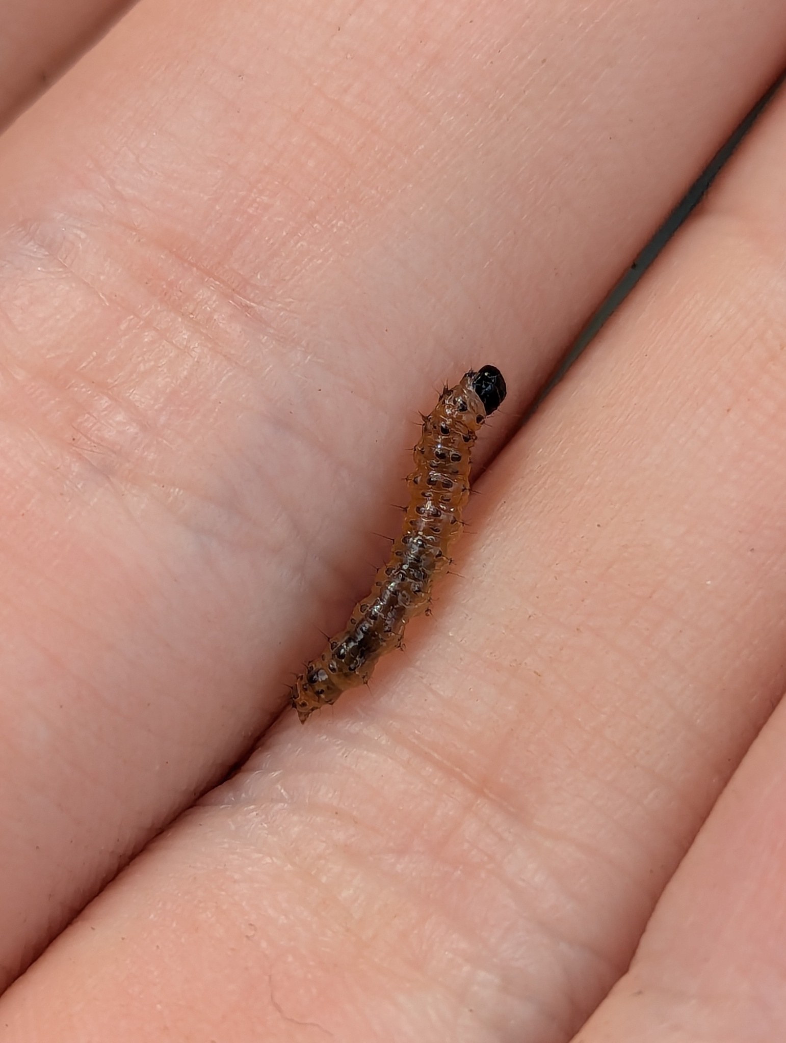 Nacoleia octasema