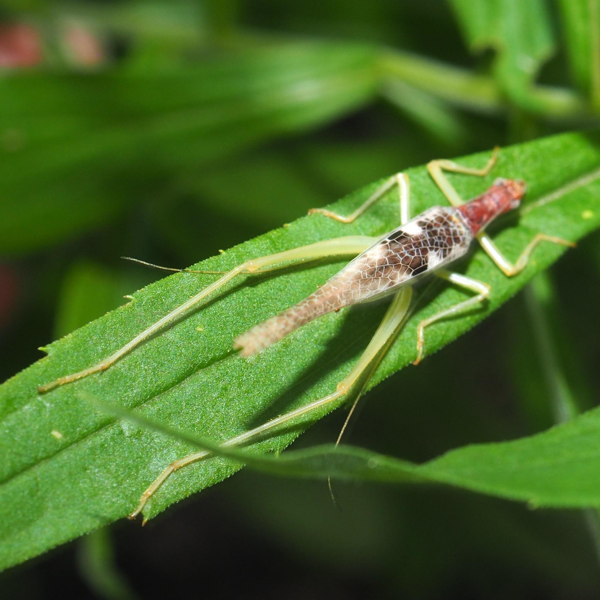 Neoxabea