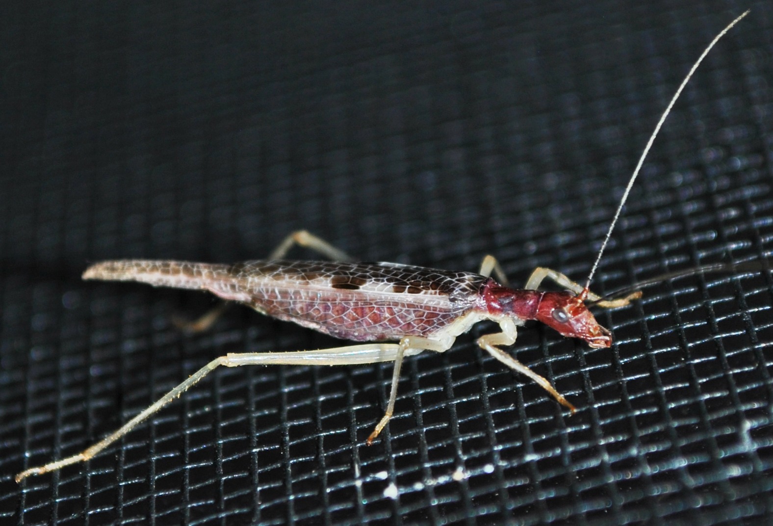 Neoxabea