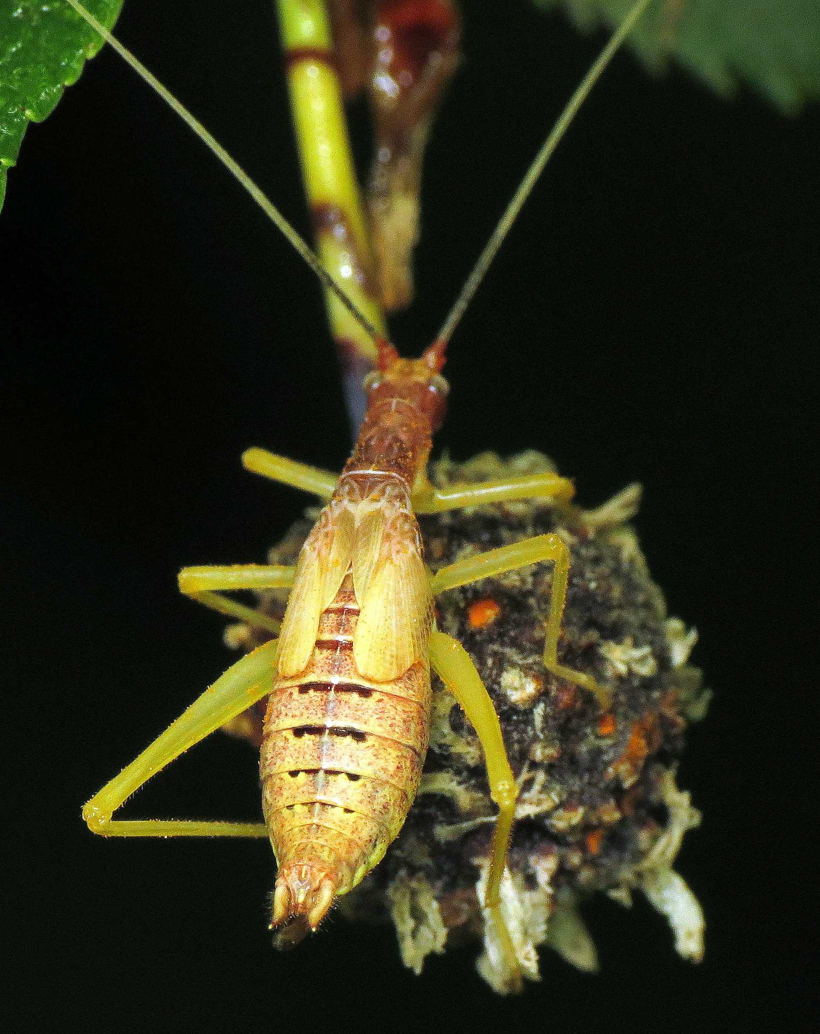 Neoxabea