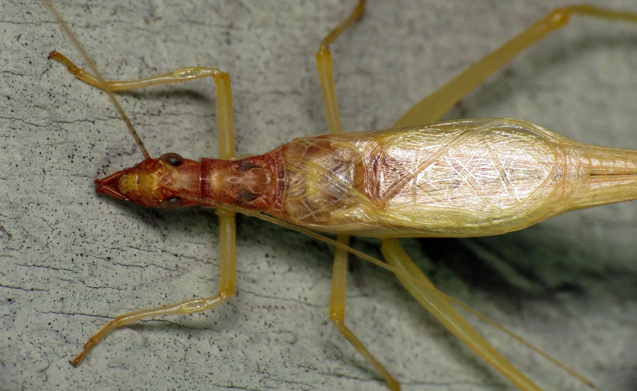 Neoxabea