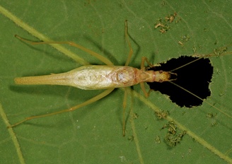 Neoxabea