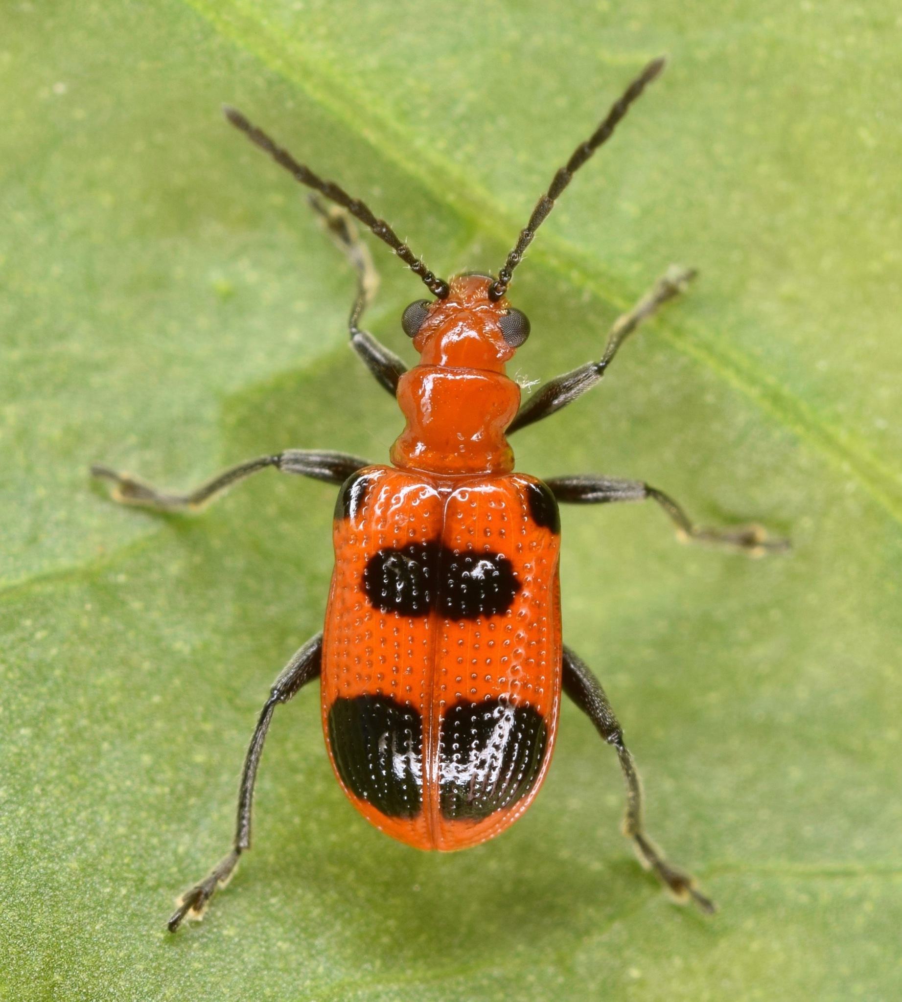Neolema