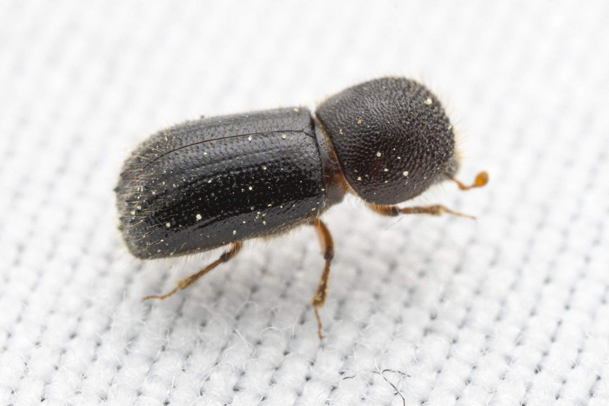 Ambrosiodmus tachygraphus